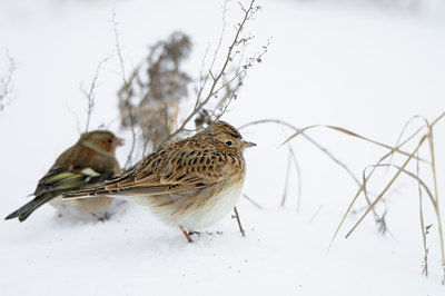 BUITEN BEELD Foto: 80139