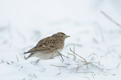 BUITEN BEELD Foto: 80141