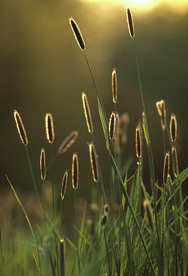 BUITEN BEELD Foto: 80142