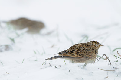 BUITEN BEELD Foto: 80143