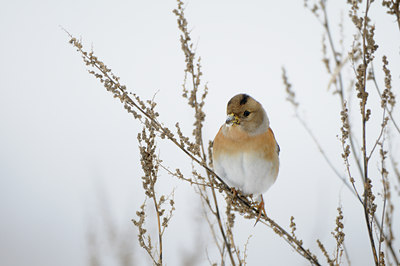 BUITEN BEELD Foto: 80149