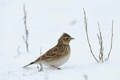 BUITEN BEELD Foto: 80151