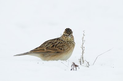 BUITEN BEELD Foto: 80152