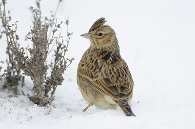 BUITEN BEELD Foto: 80153