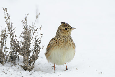 BUITEN BEELD Foto: 80157