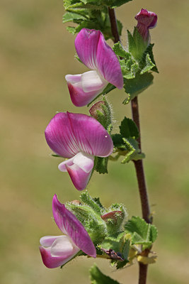 BUITEN BEELD Foto: 80162