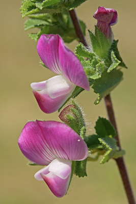 BUITEN BEELD Foto: 80163
