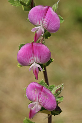 BUITEN BEELD Foto: 80164