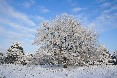 BUITEN BEELD Foto: 80171