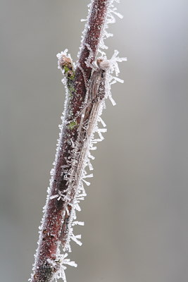 BUITEN BEELD Foto: 80172