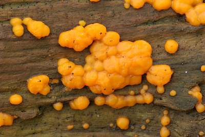 BUITEN BEELD Foto: 80197