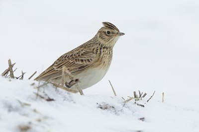BUITEN BEELD Foto: 80221
