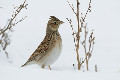 BUITEN BEELD Foto: 80223