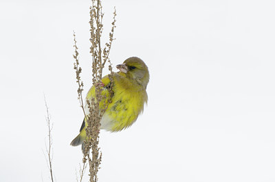 BUITEN BEELD Foto: 80227