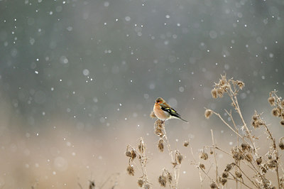 BUITEN BEELD Foto: 80230