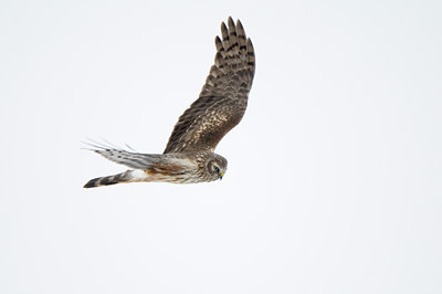 BUITEN BEELD Foto: 80233