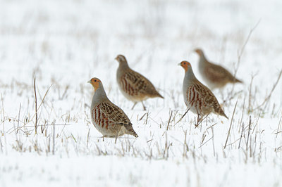 BUITEN BEELD Foto: 80310