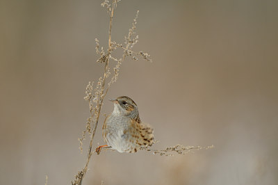 BUITEN BEELD Foto: 80312