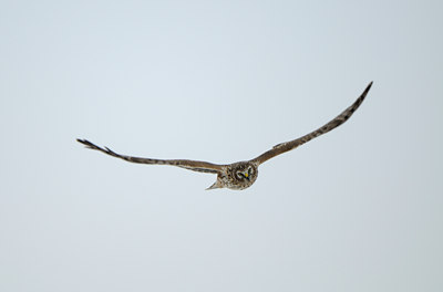BUITEN BEELD Foto: 80313