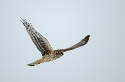 BUITEN BEELD Foto: 80316