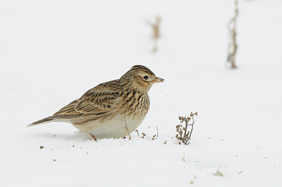 BUITEN BEELD Foto: 80347