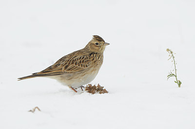 BUITEN BEELD Foto: 80350