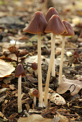 BUITEN BEELD Foto: 80360