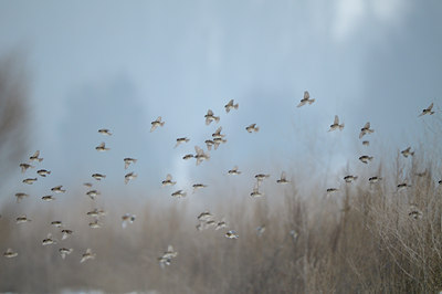 BUITEN BEELD Foto: 80367