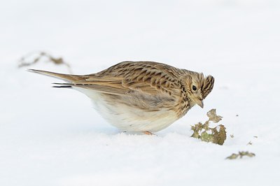 BUITEN BEELD Foto: 80372