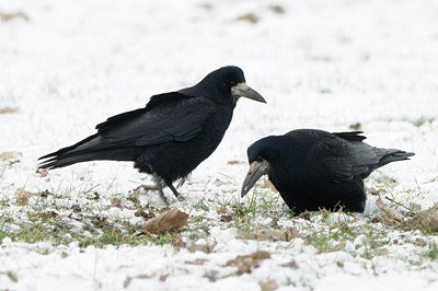 BUITEN BEELD Foto: 80375