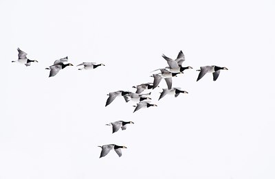 BUITEN BEELD Foto: 80427