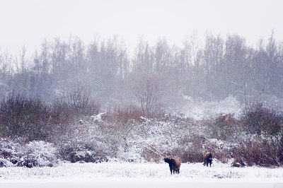 BUITEN BEELD Foto: 80435