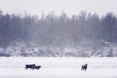 BUITEN BEELD Foto: 80436