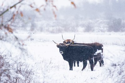 BUITEN BEELD Foto: 80442