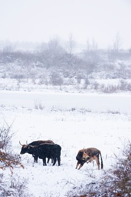 BUITEN BEELD Foto: 80445