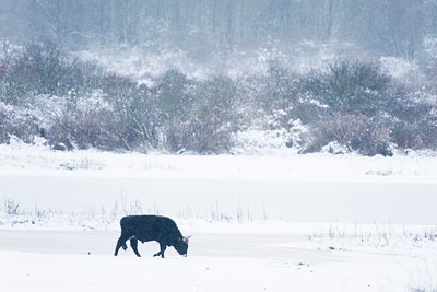 BUITEN BEELD Foto: 80447