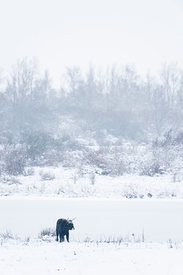 BUITEN BEELD Foto: 80450
