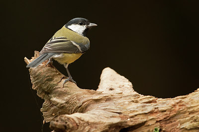 BUITEN BEELD Foto: 80471