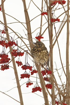 BUITEN BEELD Foto: 80478