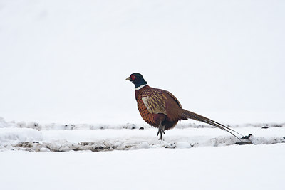 BUITEN BEELD Foto: 80495
