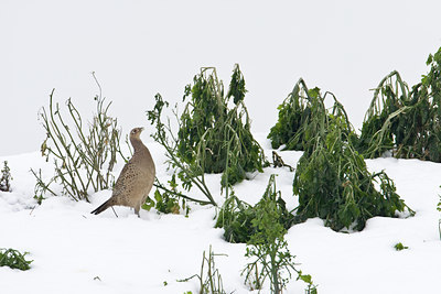 BUITEN BEELD Foto: 80498