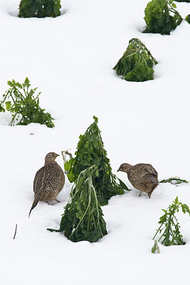 BUITEN BEELD Foto: 80499