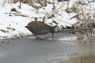 BUITEN BEELD Foto: 80503
