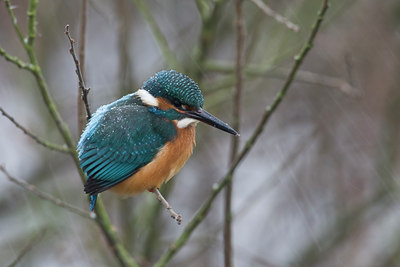 BUITEN BEELD Foto: 80507