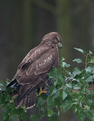 BUITEN BEELD Foto: 80518