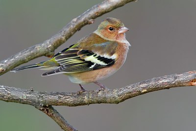 BUITEN BEELD Foto: 80624