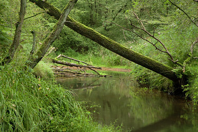 BUITEN BEELD Foto: 80638