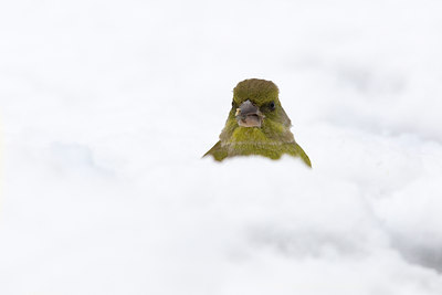 BUITEN BEELD Foto: 80755
