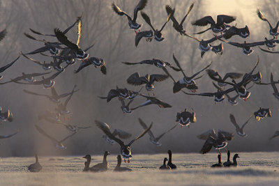 BUITEN BEELD Foto: 80794