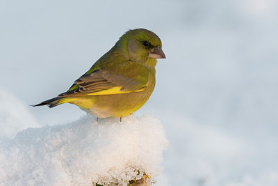 BUITEN BEELD Foto: 80833